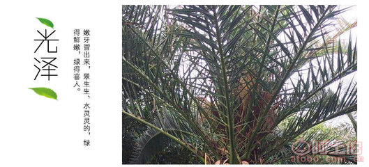 加拿大海棗 園林綠化中的優(yōu)雅棕櫚選擇