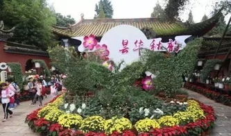 昆明中秋賞菊正當(dāng)時，曇華寺公園精品科普菊花展盛大開幕