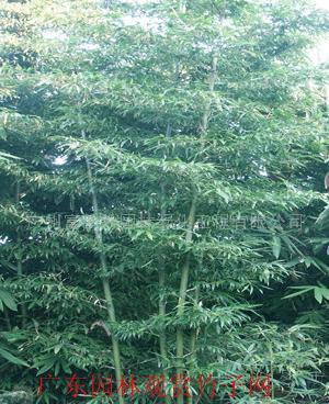 富韻竹等300種綠化觀賞竹種苗 園林綠化的詩(shī)意選擇