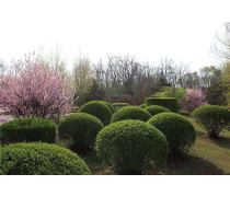 自家苗圃低價(jià)批發(fā)紅葉石楠球，優(yōu)質(zhì)綠化工程景觀苗木盆栽，成活率高——瀏陽市柏加鎮(zhèn)文凱苗圃產(chǎn)品推薦